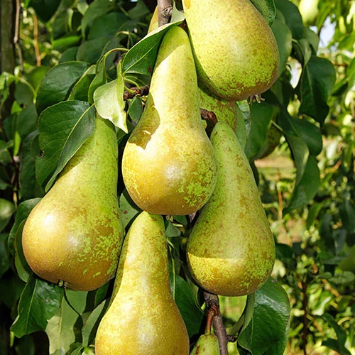 Duo Fruit Tree - Pear Conference & Concorde 3 Duo Fruit Tree - Pear Conference & Concorde - Image 3