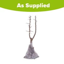 Duo Fruit Tree - Pear Conference & Concorde 7 Duo Fruit Tree - Pear Conference & Concorde -Yougarden Online Store 300064 3