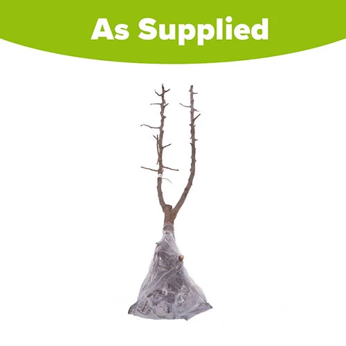 Duo Fruit Tree - Pear Conference & Concorde 4 Duo Fruit Tree - Pear Conference & Concorde - Image 4