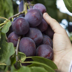 Duo Plum Fruit Tree -Yougarden Online Store 300066 2