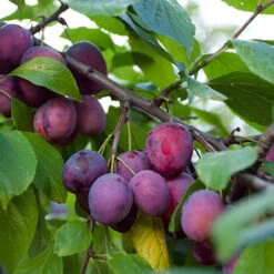 Duo Plum Fruit Tree -Yougarden Online Store 300066 3