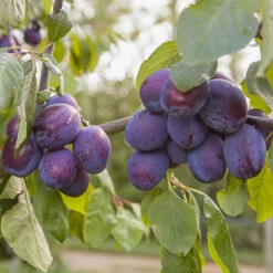 Duo Plum Fruit Tree -Yougarden Online Store 300066 4