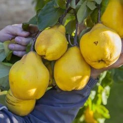 'Sibley's Patio Quince' -Yougarden Online Store 300119 2