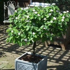 'Sibley's Patio Quince' -Yougarden Online Store 300119 3