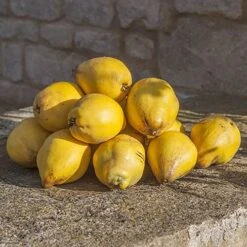 'Sibley's Patio Quince' -Yougarden Online Store 300119 4