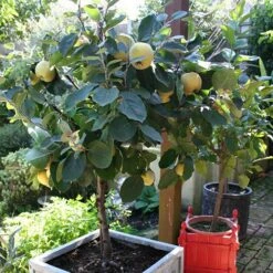 'Sibley's Patio Quince' -Yougarden Online Store 300119 5