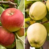 Duo Fruit Tree Apple 'Elstar' And 'Golden Delicious'