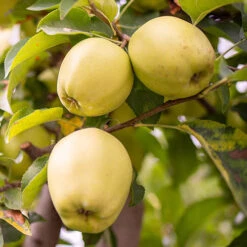 Duo Fruit Tree Apple 'Elstar' And 'Golden Delicious' 7 Duo Fruit Tree Apple 'Elstar' And 'Golden Delicious' -Yougarden Online Store 300147 2