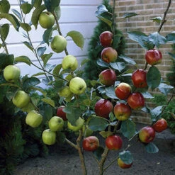 Duo Fruit Tree Apple 'Elstar' And 'Golden Delicious' 8 Duo Fruit Tree Apple 'Elstar' And 'Golden Delicious' -Yougarden Online Store 300147 3