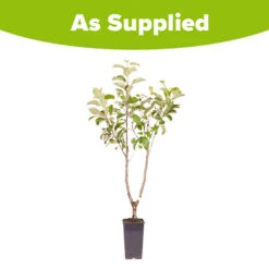 Duo Fruit Tree Apple 'Elstar' And 'Golden Delicious' 9 Duo Fruit Tree Apple 'Elstar' And 'Golden Delicious' -Yougarden Online Store 300147 4