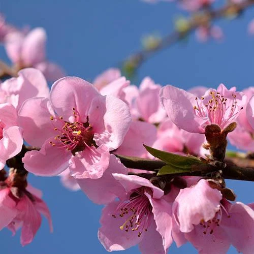 Red Leaf Peach 'Rubira' 3 Red Leaf Peach 'Rubira' - Image 3