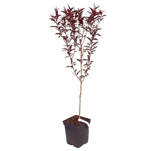 Red Leaf Peach 'Rubira' 4 Red Leaf Peach 'Rubira' - Image 4