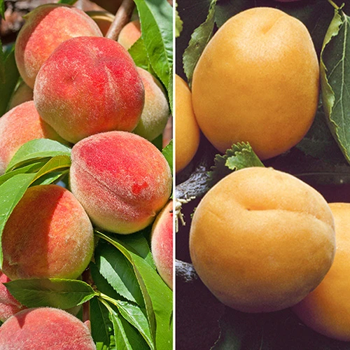 Duo Fruit Tree Peach And Apricot 1 Duo Fruit Tree Peach And Apricot
