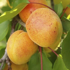 Duo Fruit Tree Peach And Apricot 5 Duo Fruit Tree Peach And Apricot -Yougarden Online Store 300165 2
