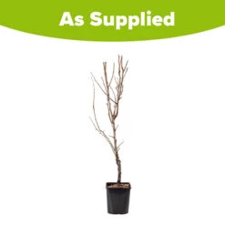 Pear 'Little Conference' GYO Fruit Tree 5 Pear 'Little Conference' GYO Fruit Tree -Yougarden Online Store 300223 2