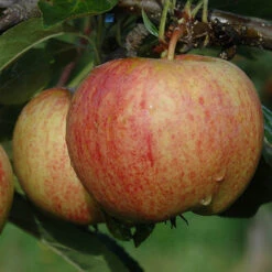 Trio Fruit Apple Tree -Yougarden Online Store 300226 2