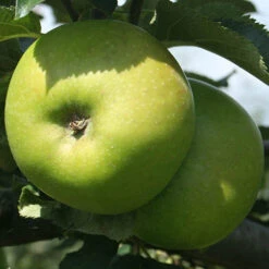 Trio Fruit Apple Tree -Yougarden Online Store 300226 3