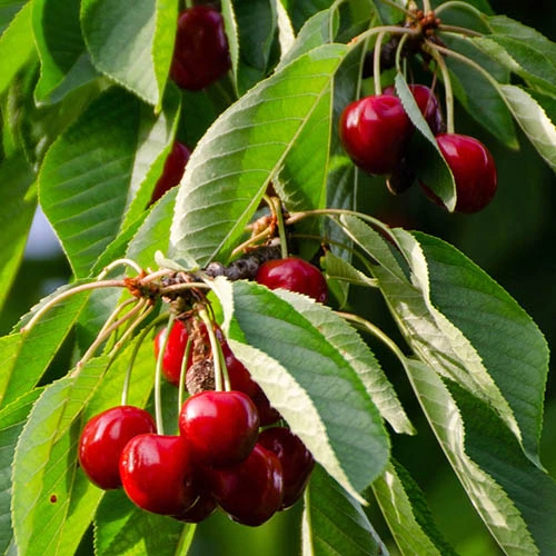 Cherry 'Queen Mary' Columnar 2 Cherry 'Queen Mary' Columnar - Image 2