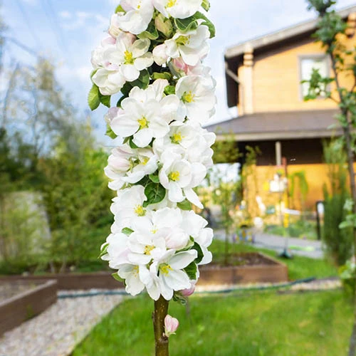 Cherry 'Queen Mary' Columnar 3 Cherry 'Queen Mary' Columnar - Image 3