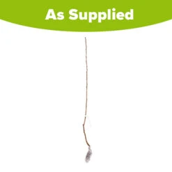 Cherry 'Queen Mary' Columnar 7 Cherry 'Queen Mary' Columnar -Yougarden Online Store 300257 3