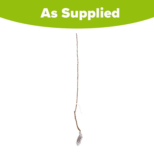 Cherry 'Queen Mary' Columnar 4 Cherry 'Queen Mary' Columnar - Image 4