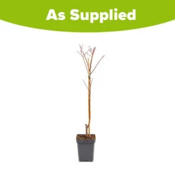 Apricot 'Dwarf Patio' -Yougarden Online Store 300263 2