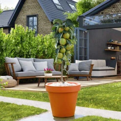 Columnar Fruit Tree Collection -Yougarden Online Store 300271 5