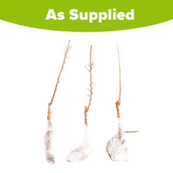 Columnar Fruit Tree Collection -Yougarden Online Store 300271 8