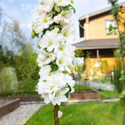 Pear 'Decora' Columnar -Yougarden Online Store 300293 2