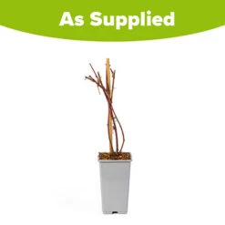 Tayberry 5 Tayberry -Yougarden Online Store 310062 2