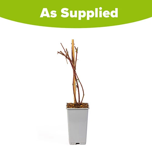 Tayberry 3 Tayberry - Image 3