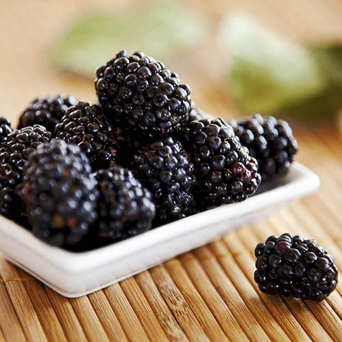 Thornless Blackberry 2 Thornless Blackberry - Image 2