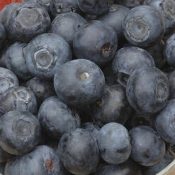 Blueberry Collection With Decorative Pots 9 Blueberry Collection With Decorative Pots -Yougarden Online Store 310082 2