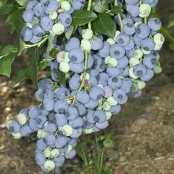 Blueberry Collection With Decorative Pots 10 Blueberry Collection With Decorative Pots -Yougarden Online Store 310082 3