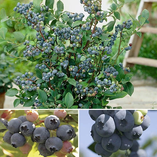 The Complete Blueberry Growing Kit 1 The Complete Blueberry Growing Kit
