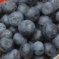 The Complete Blueberry Growing Kit 11 The Complete Blueberry Growing Kit -Yougarden Online Store 310083 3