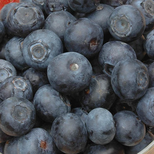 The Complete Blueberry Growing Kit 4 The Complete Blueberry Growing Kit - Image 4