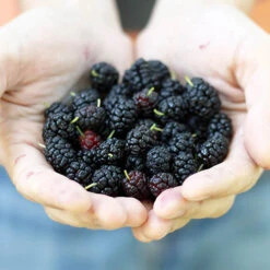 Morus Rotundiloba 'Mojoberry' Dwarf Mulberry 13 Morus Rotundiloba 'Mojoberry' Dwarf Mulberry -Yougarden Online Store 310092 4
