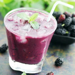 Morus Rotundiloba 'Mojoberry' Dwarf Mulberry 15 Morus Rotundiloba 'Mojoberry' Dwarf Mulberry -Yougarden Online Store 310092 6