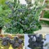Complete Blueberry Vaccinium Kit