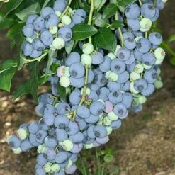 Complete Blueberry Vaccinium Kit -Yougarden Online Store 310123 2