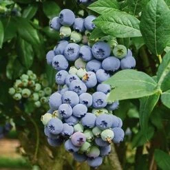 Complete Blueberry Vaccinium Kit -Yougarden Online Store 310123 3