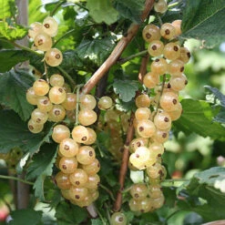 Currant 'Summer Pearls' Collection 7 Currant 'Summer Pearls' Collection -Yougarden Online Store 310170 2