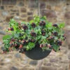 Set Of 3 Trailing Blackberry 'Black Cascade'