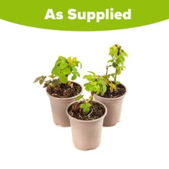 Set Of 3 Trailing Blackberry 'Black Cascade' 5 Set Of 3 Trailing Blackberry 'Black Cascade' -Yougarden Online Store 310180 2