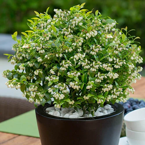 Blueberry BerryBux 1 Blueberry BerryBux