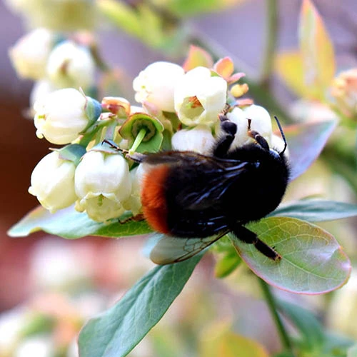 Blueberry BerryBux 2 Blueberry BerryBux - Image 2