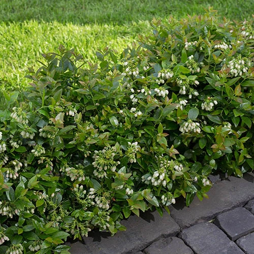 Blueberry BerryBux 3 Blueberry BerryBux - Image 3