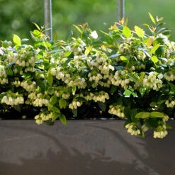 Blueberry BerryBux 10 Blueberry BerryBux -Yougarden Online Store 310186 3