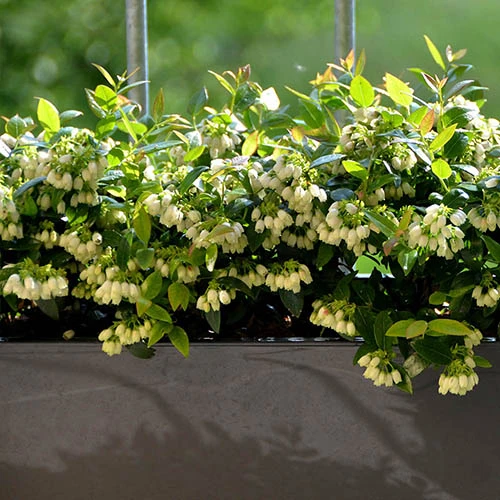 Blueberry BerryBux 4 Blueberry BerryBux - Image 4